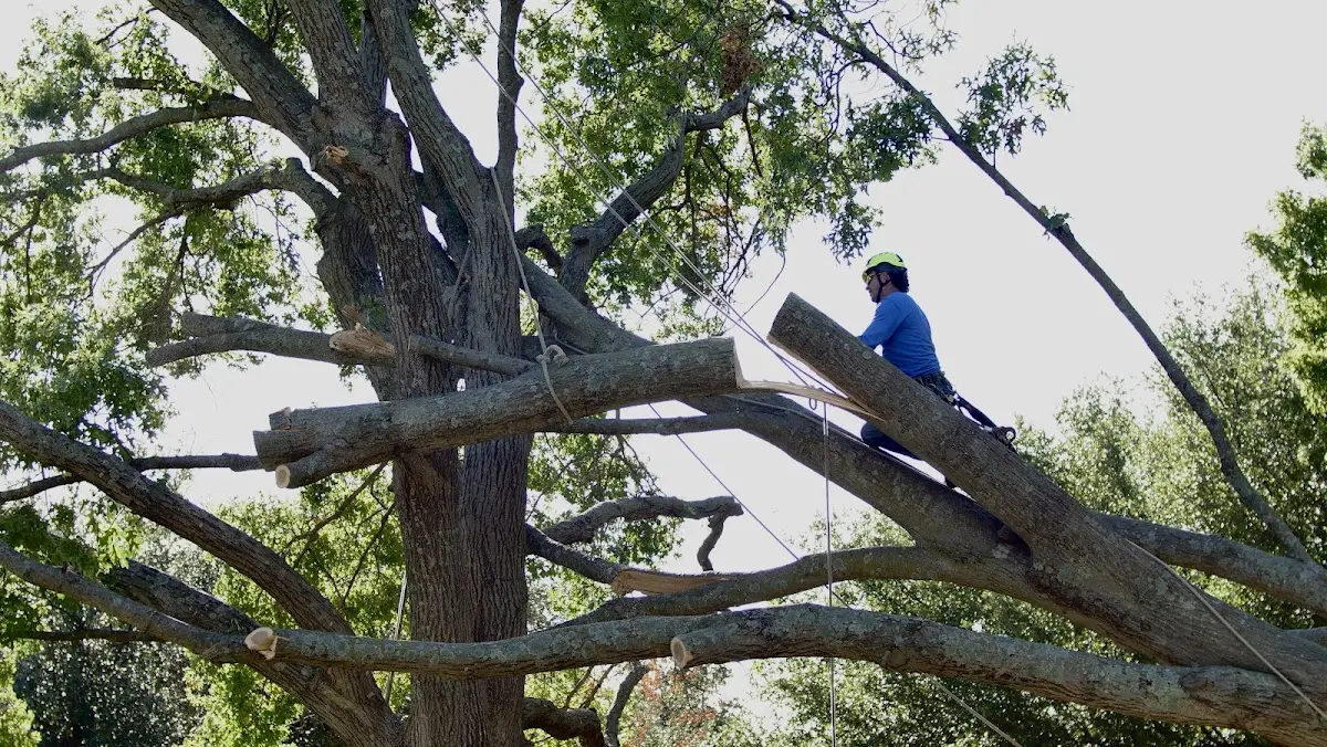 Professional Crown Thinning performed by certified arborists in Enigma
