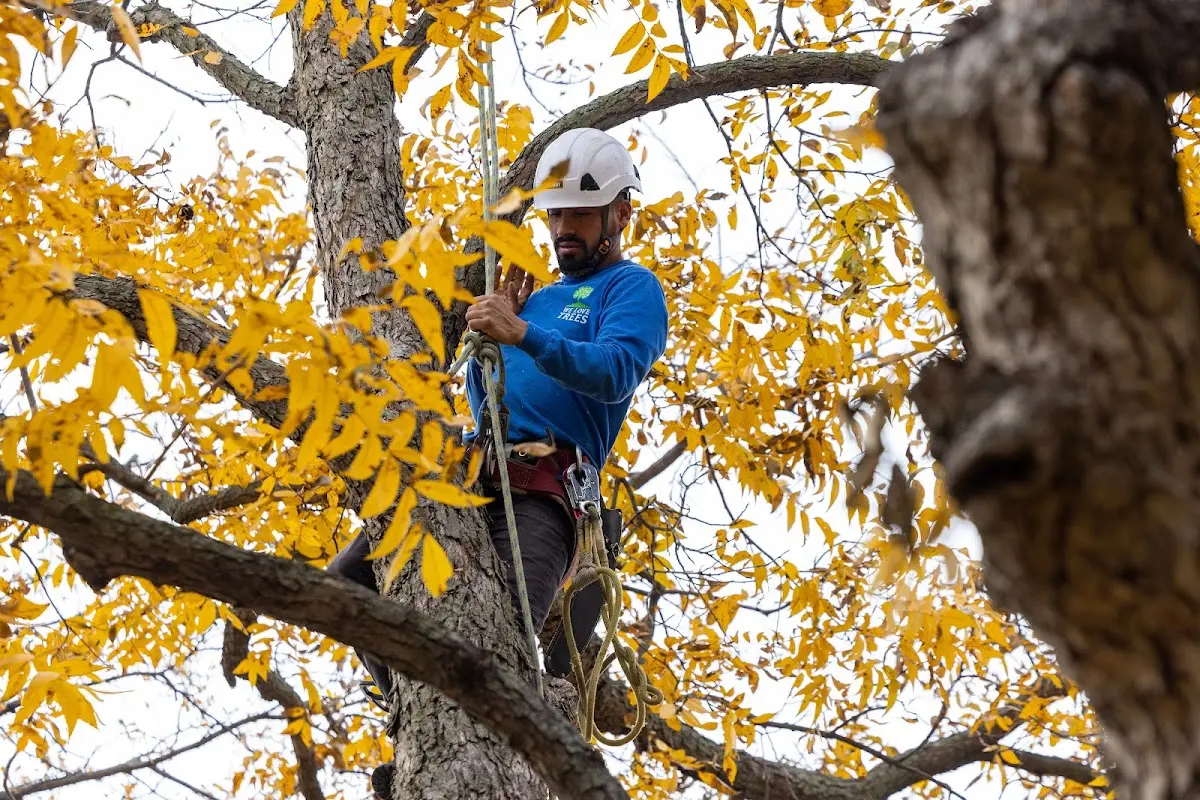 Skilled Tree Planing crew working in Enigma